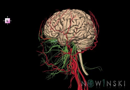 G3.T1.1-17.2-19.1.V2.C1.L0.CNS–Extracranial arteries–Cranial nerves