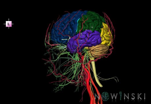 G3.T1.1-17.2-19.1.V2.C2.L0.CNS–Extracranial arteries–Cranial nerves