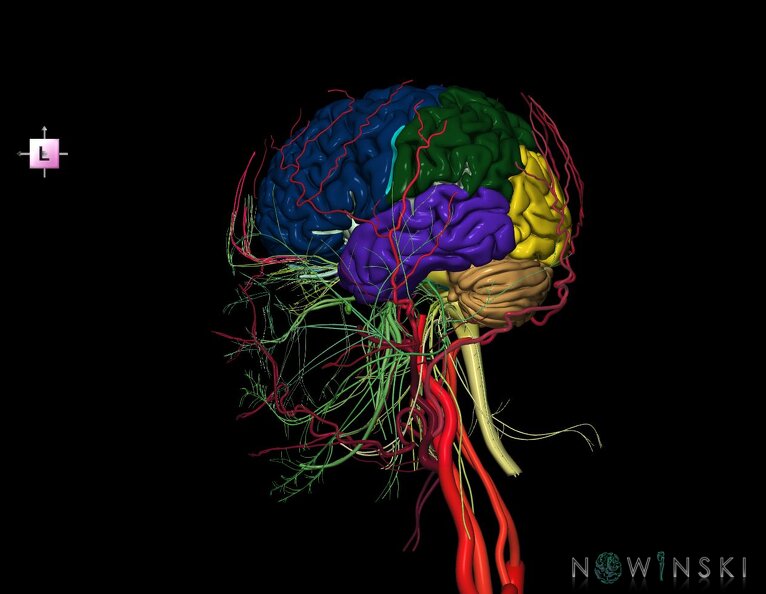 G3.T1.1-17.2-19.1.V2.C2.L0.CNS–Extracranial_arteries–Cranial_nerves.tiff