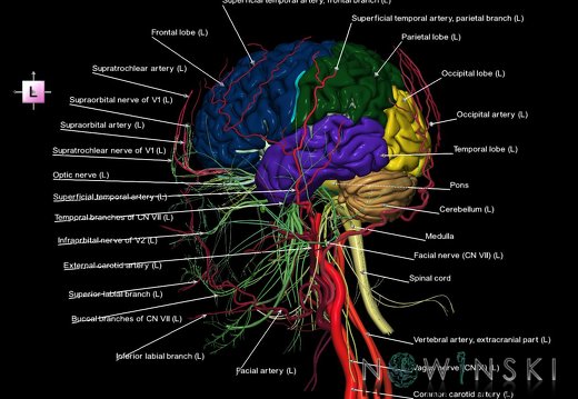 G3.T1.1-17.2-19.1.V2.C2.L1.CNS–Extracranial arteries–Cranial nerves