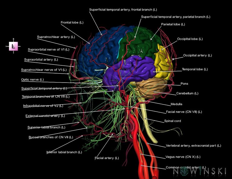 G3.T1.1-17.2-19.1.V2.C2.L1.CNS–Extracranial_arteries–Cranial_nerves.tiff