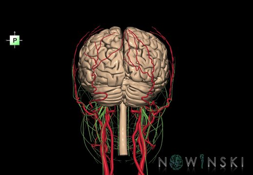 G3.T1.1-17.2-19.1.V3.C1.L0.CNS–Extracranial arteries–Cranial nerves