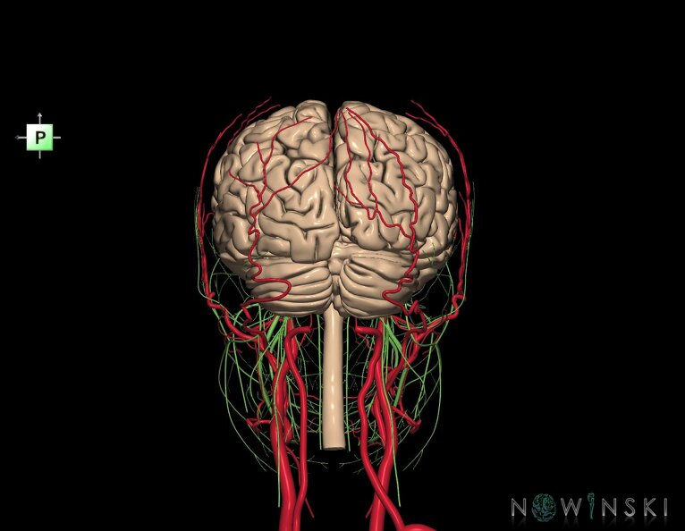 G3.T1.1-17.2-19.1.V3.C1.L0.CNS–Extracranial_arteries–Cranial_nerves.tiff