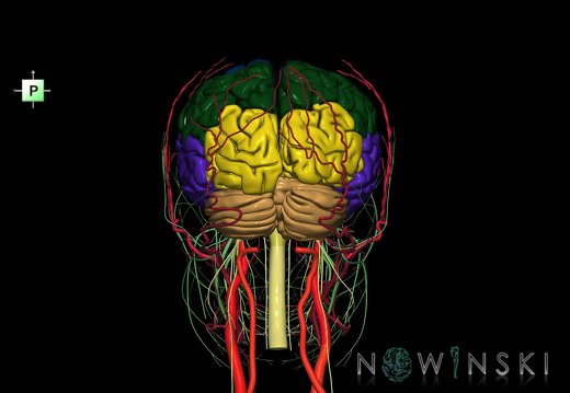 G3.T1.1-17.2-19.1.V3.C2.L0.CNS–Extracranial arteries–Cranial nerves