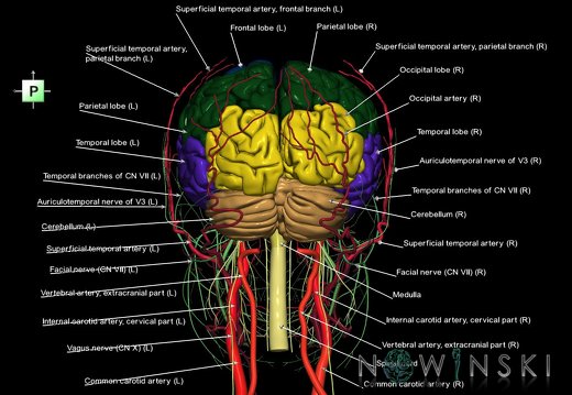 G3.T1.1-17.2-19.1.V3.C2.L1.CNS–Extracranial arteries–Cranial nerves