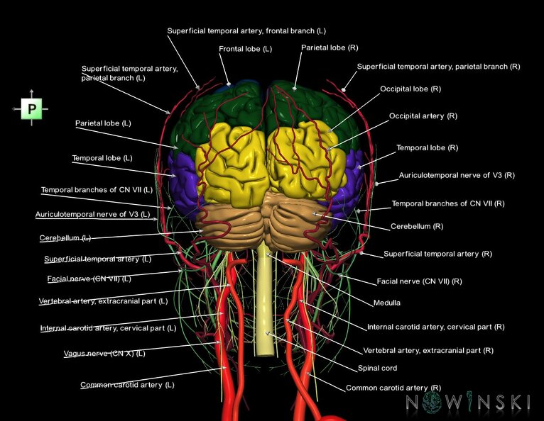 G3.T1.1-17.2-19.1.V3.C2.L1.CNS–Extracranial_arteries–Cranial_nerves.tiff