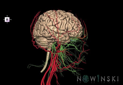 G3.T1.1-17.2-19.1.V4.C1.L0.CNS–Extracranial arteries–Cranial nerves