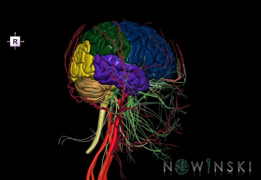 G3.T1.1-17.2-19.1.V4.C2.L0.CNS–Extracranial arteries–Cranial nerves