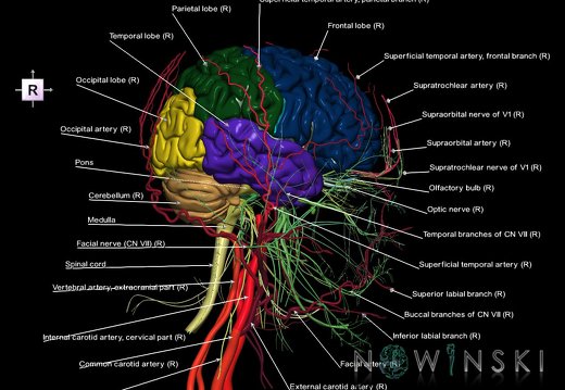 G3.T1.1-17.2-19.1.V4.C2.L1.CNS–Extracranial arteries–Cranial nerves