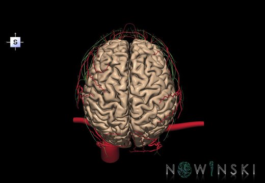 G3.T1.1-17.2-19.1.V5.C1.L0.CNS–Extracranial arteries–Cranial nerves
