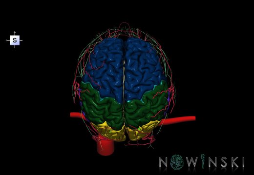 G3.T1.1-17.2-19.1.V5.C2.L0.CNS–Extracranial arteries–Cranial nerves