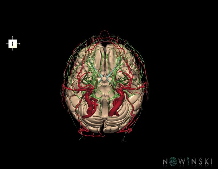 G3.T1.1-17.2-19.1.V6.C1.L0.CNS–Extracranial_arteries–Cranial_nerves.tiff