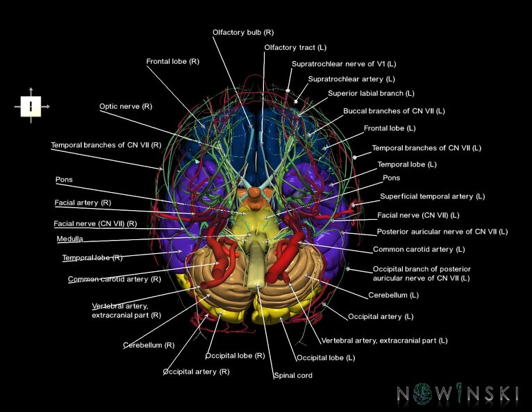 G3.T1.1-17.2-19.1.V6.C2.L1.CNS–Extracranial_arteries–Cranial_nerves.tiff
