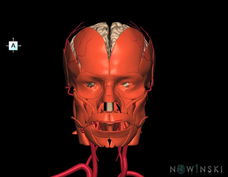 G3.T1.1-17.2-20.1.V1.C1.L0.CNS–Extracranial_arteries–Head_muscles.tiff