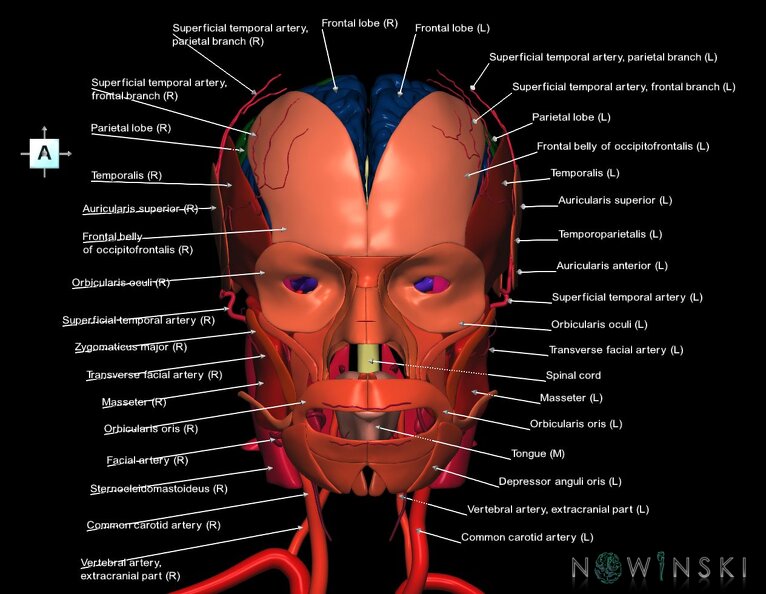 G3.T1.1-17.2-20.1.V1.C2.L1.CNS–Extracranial_arteries–Head_muscles.tiff