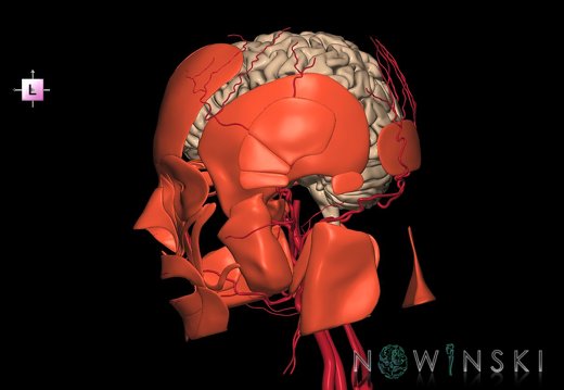 G3.T1.1-17.2-20.1.V2.C1.L0.CNS–Extracranial arteries–Head muscles