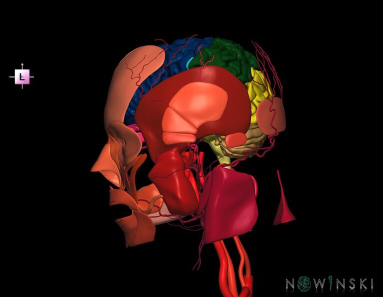 G3.T1.1-17.2-20.1.V2.C2.L0.CNS–Extracranial_arteries–Head_muscles.tiff