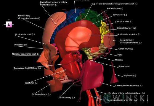 G3.T1.1-17.2-20.1.V2.C2.L1.CNS–Extracranial arteries–Head muscles