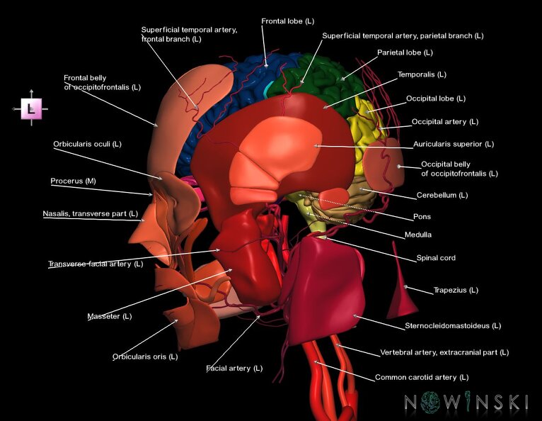 G3.T1.1-17.2-20.1.V2.C2.L1.CNS–Extracranial_arteries–Head_muscles.tiff