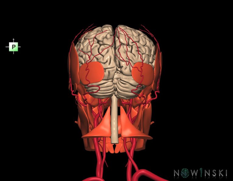 G3.T1.1-17.2-20.1.V3.C1.L0.CNS–Extracranial_arteries–Head_muscles.tiff