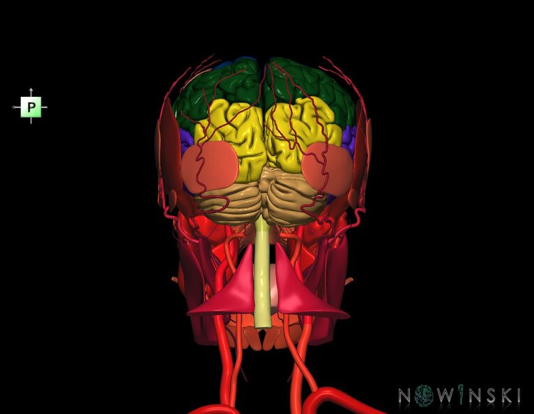 G3.T1.1-17.2-20.1.V3.C2.L0.CNS–Extracranial_arteries–Head_muscles.tiff