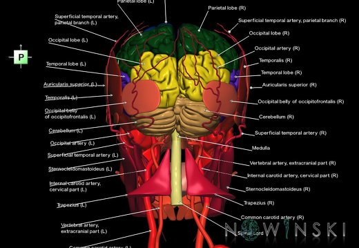 G3T1.1-17.2-20.1.CNS-ExtracranialArteries-HeadMuscles