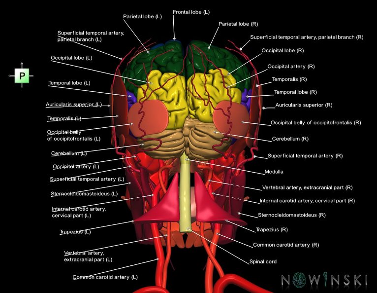 G3.T1.1-17.2-20.1.V3.C2.L1.CNS–Extracranial_arteries–Head_muscles.tiff