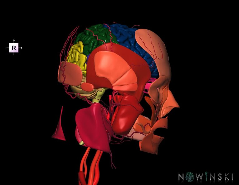 G3.T1.1-17.2-20.1.V4.C2.L0.CNS–Extracranial_arteries–Head_muscles.tiff