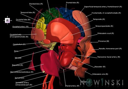G3.T1.1-17.2-20.1.V4.C2.L1.CNS–Extracranial arteries–Head muscles
