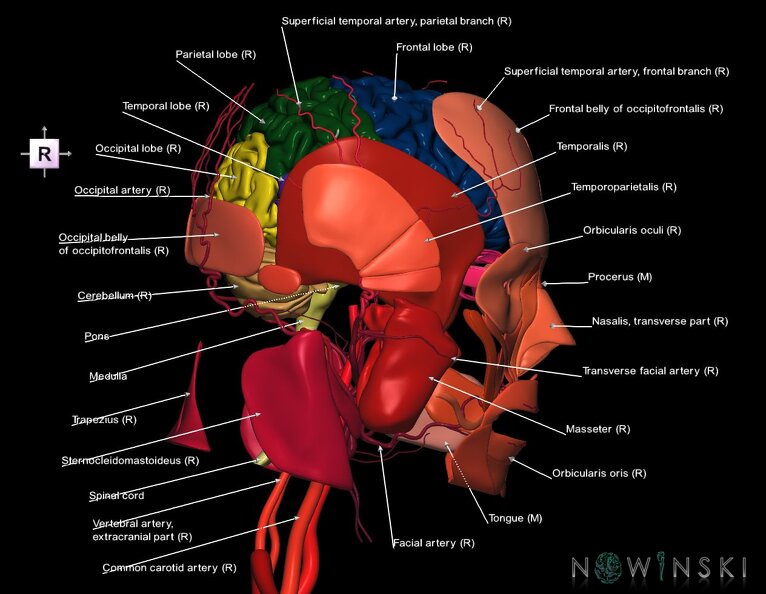 G3.T1.1-17.2-20.1.V4.C2.L1.CNS–Extracranial_arteries–Head_muscles.tiff