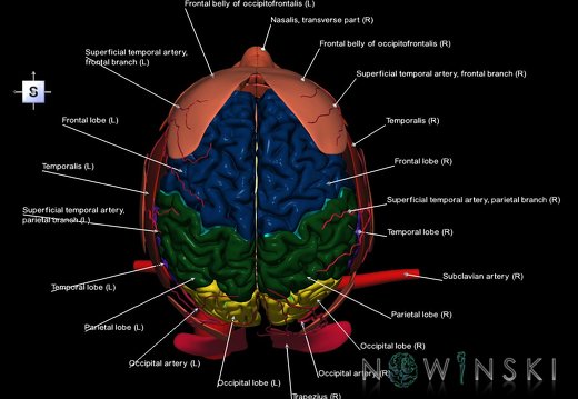 G3.T1.1-17.2-20.1.V5.C2.L1.CNS–Extracranial arteries–Head muscles