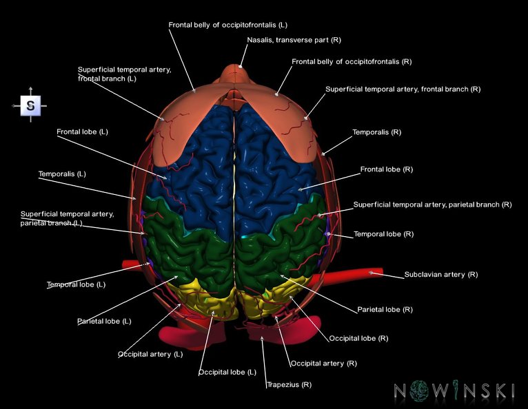 G3.T1.1-17.2-20.1.V5.C2.L1.CNS–Extracranial_arteries–Head_muscles.tiff