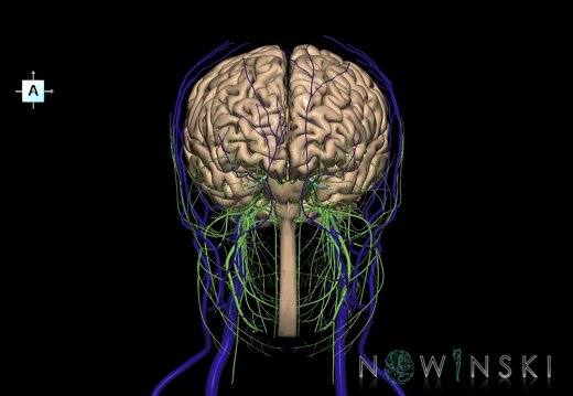 G3.T1.1-18.2-19.1.V1.C1.L0.CNS–Extracranial veins–Cranial nerves