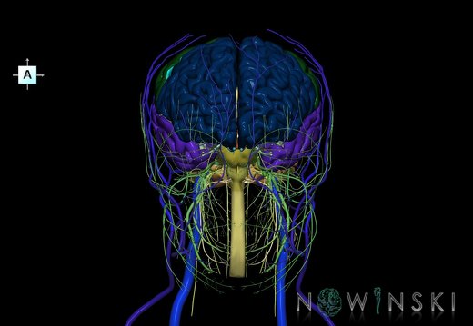 G3.T1.1-18.2-19.1.V1.C2.L0.CNS–Extracranial veins–Cranial nerves