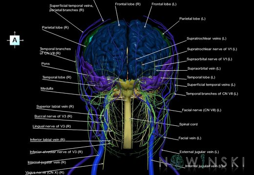 G3.T1.1-18.2-19.1.V1.C2.L1.CNS–Extracranial veins–Cranial nerves