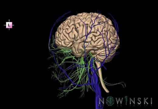 G3.T1.1-18.2-19.1.V2.C1.L0.CNS–Extracranial veins–Cranial nerves
