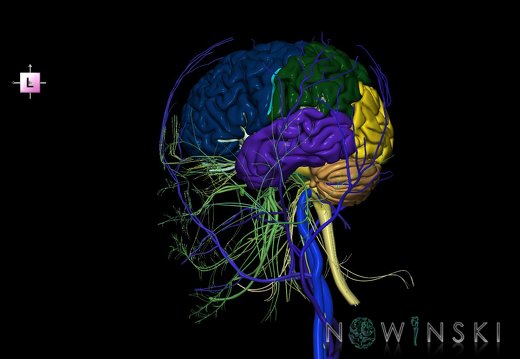 G3.T1.1-18.2-19.1.V2.C2.L0.CNS–Extracranial veins–Cranial nerves