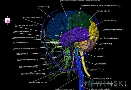 G3.T1.1-18.2-19.1.V2.C2.L1.CNS–Extracranial veins–Cranial nerves