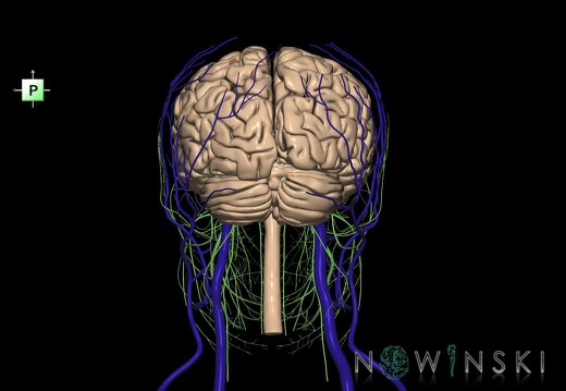 G3.T1.1-18.2-19.1.V3.C1.L0.CNS–Extracranial veins–Cranial nerves