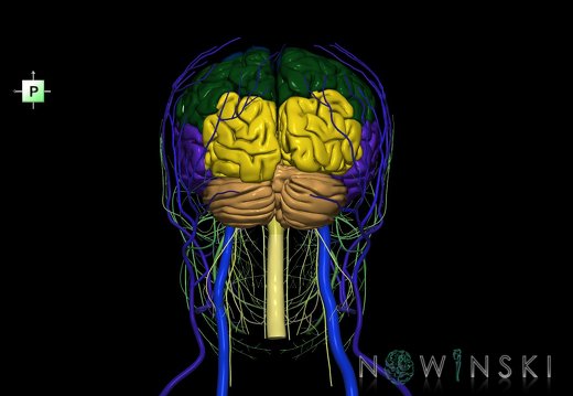 G3.T1.1-18.2-19.1.V3.C2.L0.CNS–Extracranial veins–Cranial nerves