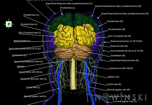 G3.T1.1-18.2-19.1.V3.C2.L1.CNS–Extracranial veins–Cranial nerves