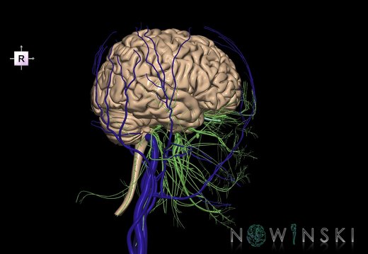 G3.T1.1-18.2-19.1.V4.C1.L0.CNS–Extracranial veins–Cranial nerves