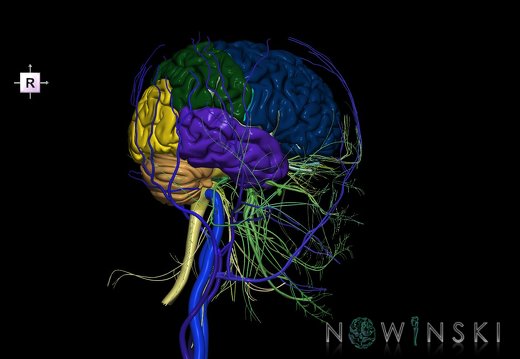 G3.T1.1-18.2-19.1.V4.C2.L0.CNS–Extracranial veins–Cranial nerves