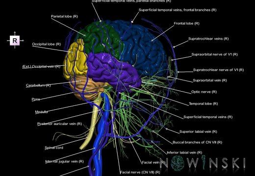 G3.T1.1-18.2-19.1.V4.C2.L1.CNS–Extracranial veins–Cranial nerves