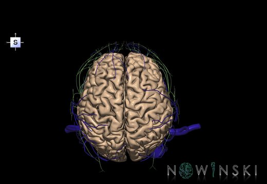 G3.T1.1-18.2-19.1.V5.C1.L0.CNS–Extracranial veins–Cranial nerves