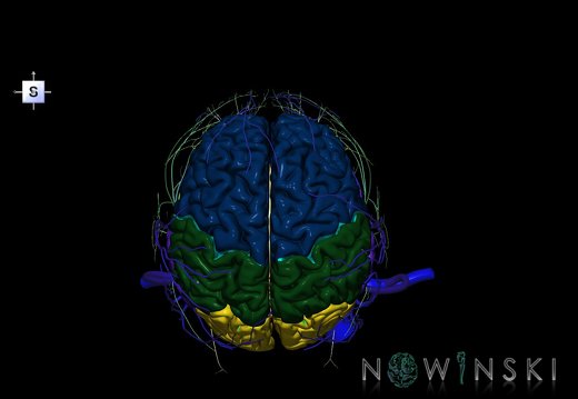 G3.T1.1-18.2-19.1.V5.C2.L0.CNS–Extracranial veins–Cranial nerves