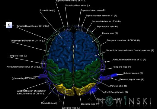 G3.T1.1-18.2-19.1.V5.C2.L1.CNS–Extracranial veins–Cranial nerves