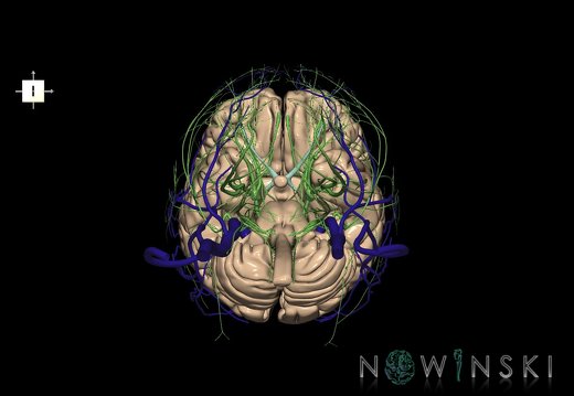 G3.T1.1-18.2-19.1.V6.C1.L0.CNS–Extracranial veins–Cranial nerves