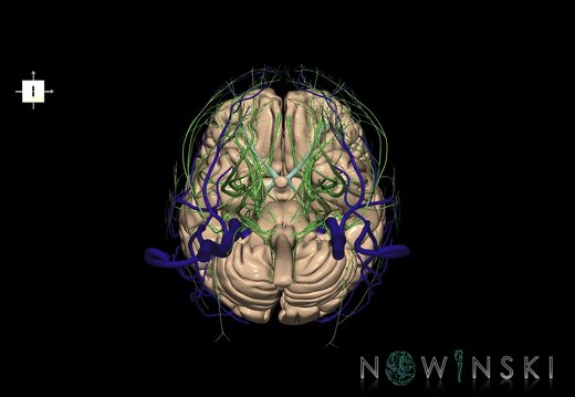 G3.T1.1-18.2-19.1.V6.C1.L0.CNS–Extracranial veins–Cranial nerves