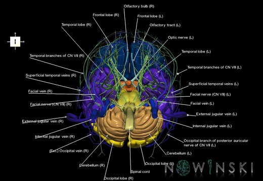 G3.T1.1-18.2-19.1.V6.C2.L1.CNS–Extracranial veins–Cranial nerves